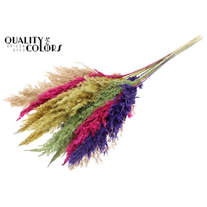 <h4>Pampas Grass 70cm 10st/bunch Colourful 2</h4>