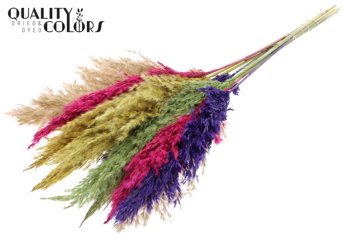 Pampas Grass 70cm 10st/bunch Colourful 2