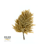 Dried Bleached Leatherleaf Light Brown