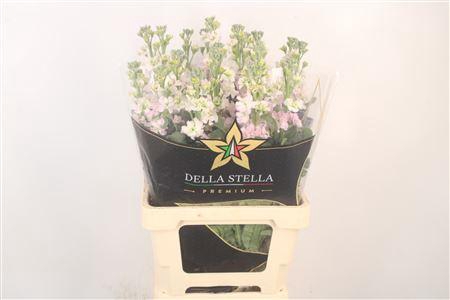 Matth Iron * Premium* Artic Queen