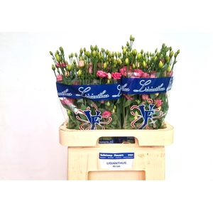 EUS G DOUBLINI ROSE
