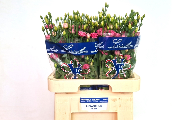 <h4>EUS G DOUBLINI ROSE</h4>