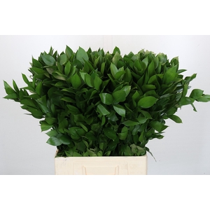 Ruscus Israel