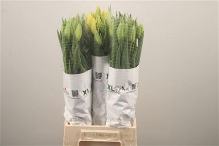 <h4>Tu Fr En Ouveze</h4>