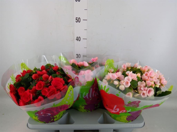 <h4>Begonia elat. EN 'Betulia' ..mix</h4>