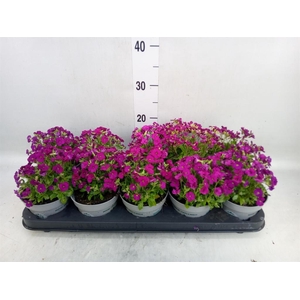 Arabis caucasica 'Ltt Treas D Rose'