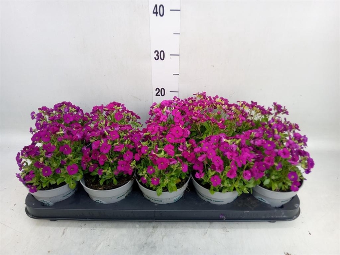 <h4>Arabis caucasica 'Ltt Treas D Rose'</h4>