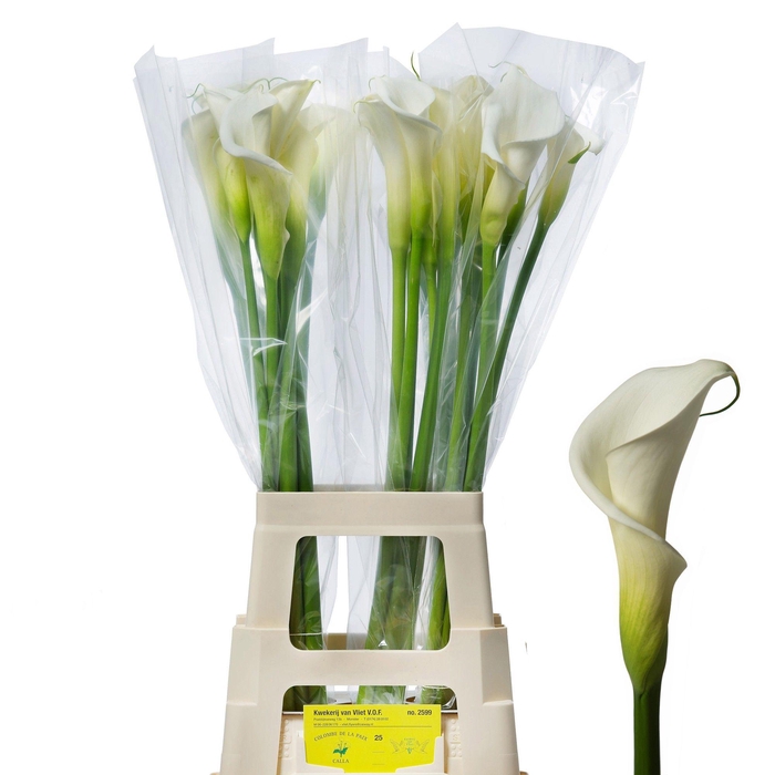 <h4>Colombe 80cm A2</h4>