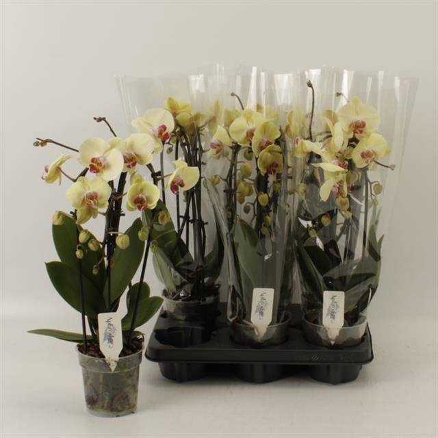 <h4>PHAL EL CASCADE</h4>