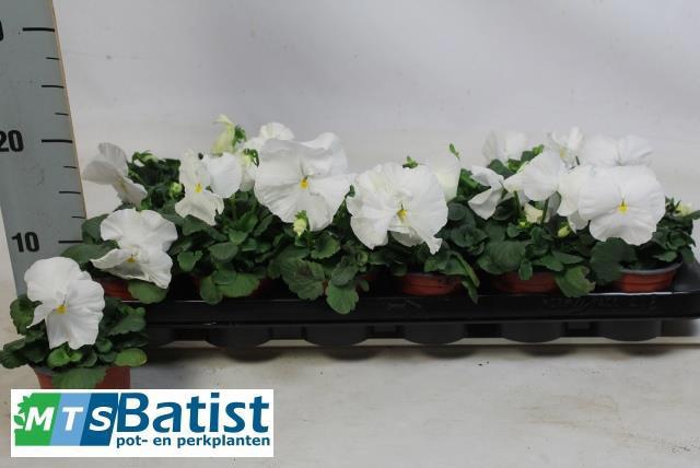 <h4>VIO WI EVO WHITE</h4>