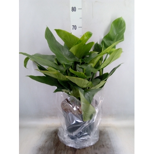 Philodendron  'Silver Queen'