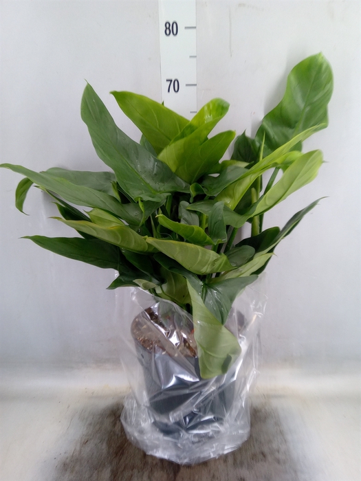 <h4>Philodendron  'Silver Queen'</h4>
