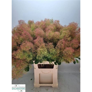 Coti C M Green Fountain