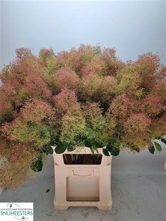 <h4>Coti C M Green Fountain</h4>