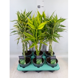 Dracaena sand.   ...mix 3