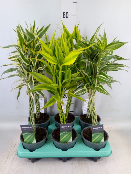 <h4>Dracaena sand.   ...mix 3</h4>