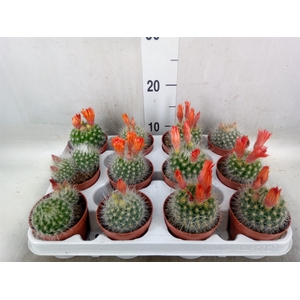 Cactus   ...