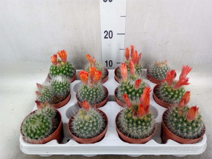 <h4>Cactus   ...</h4>