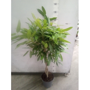 Ficus binn. 'Amstel King'