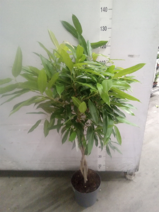 <h4>Ficus binn. 'Amstel King'</h4>