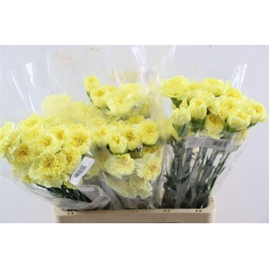 Di St Cl Lemon Minami