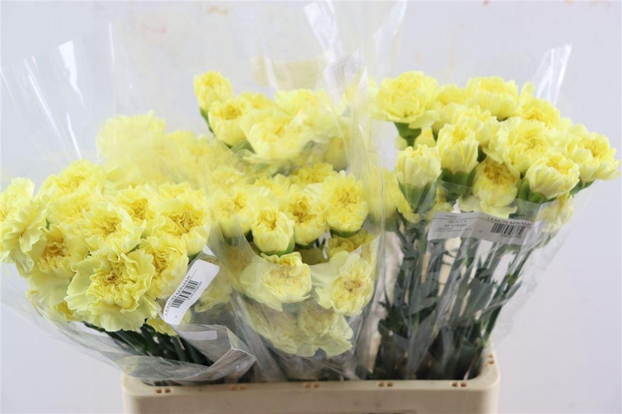 <h4>Di St Cl Lemon Minami</h4>