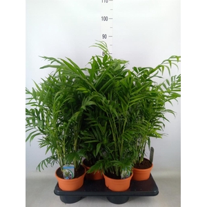 Chamaedorea elegans