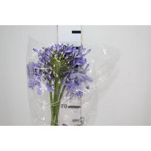 AGAPANTHUS AZUL