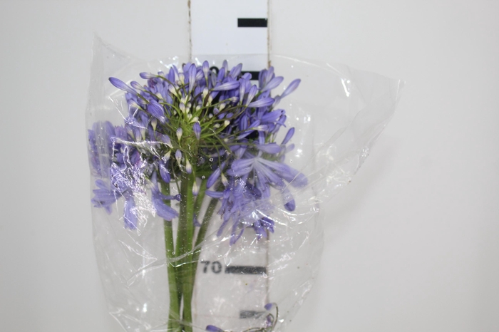 <h4>AGAPANTHUS AZUL</h4>