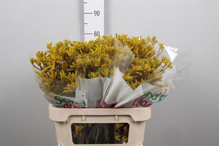 <h4>Anigoz Yellow Gem</h4>