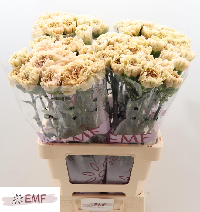 <h4>DI ST LEGE MARRONE</h4>