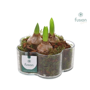 Glazen Bloemschaalmet Hyacinten