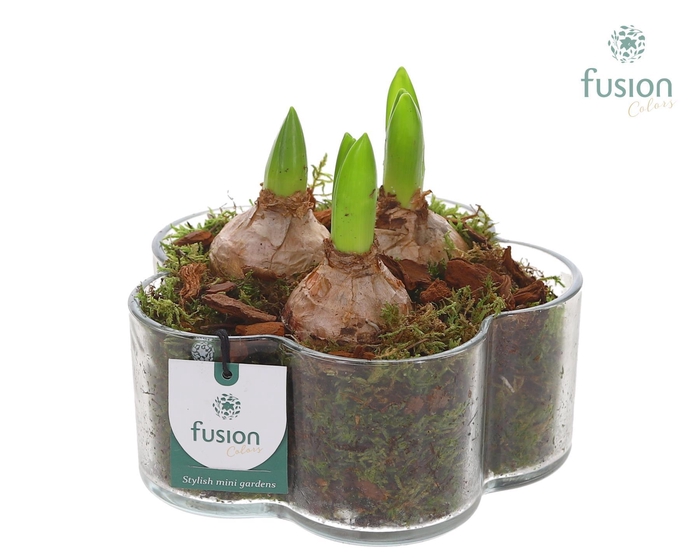 <h4>Glazen Bloemschaalmet Hyacinten</h4>