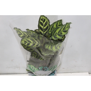 CALATHEA MAKOYAMA P17