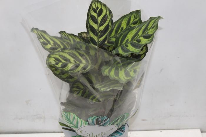 <h4>CALATHEA MAKOYAMA P17</h4>