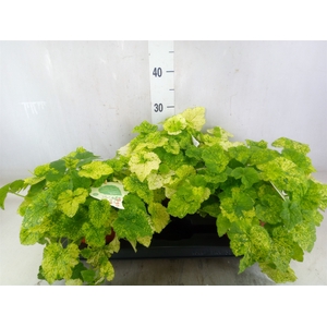 Tolmiea menziesii   ...variegated