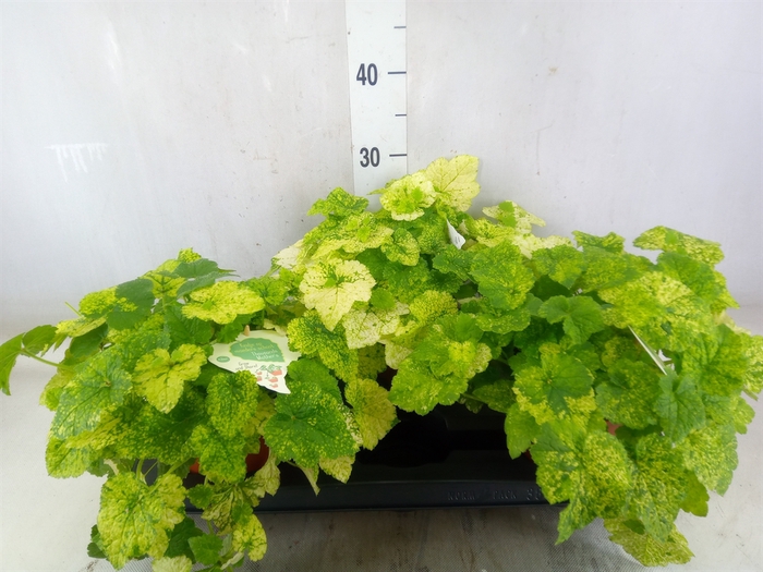 <h4>Tolmiea menziesii   ...variegated</h4>