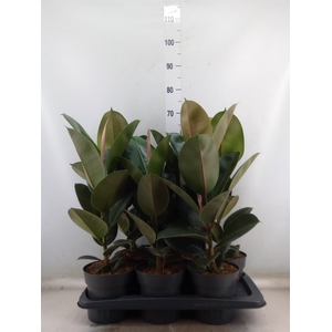 Ficus elastica 'Robusta'