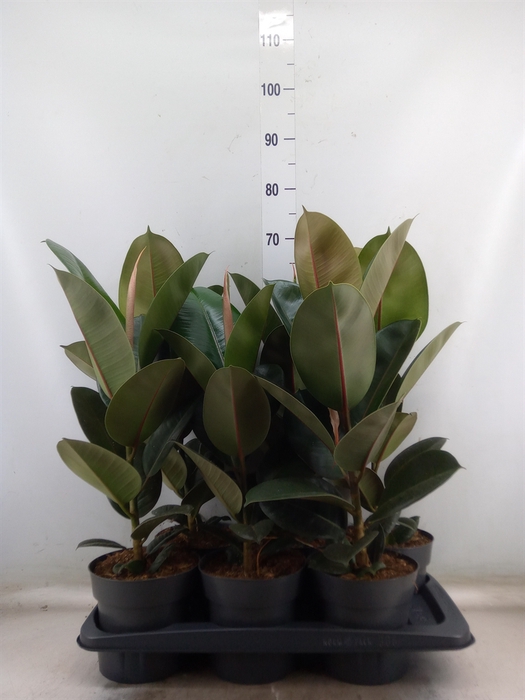 <h4>Ficus elastica 'Robusta'</h4>