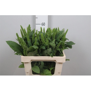 Amar Green Thumb