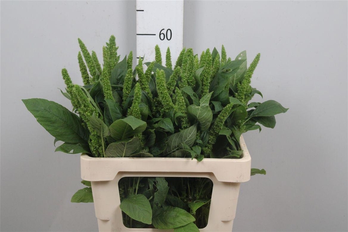 <h4>Amar Green Thumb</h4>