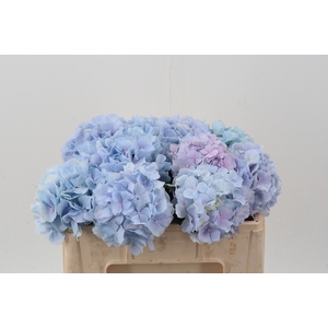 Hydr M Ch Verena Bl/pastel