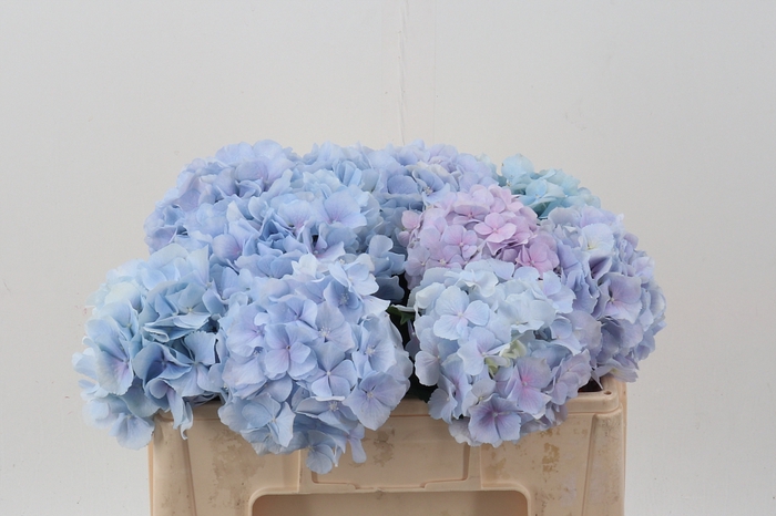 <h4>Hydr M Ch Verena Bl/pastel</h4>