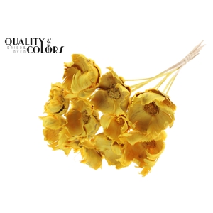 Palm cup on stem Bleached  Brown