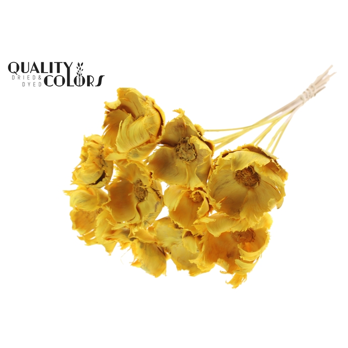 <h4>Palm cup on stem Bleached  Brown</h4>