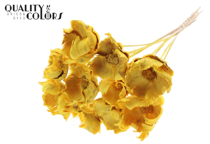 Palm cup on stem Bleached  Brown