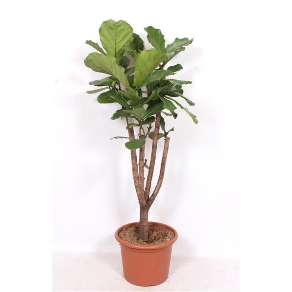 <h4>Ficus lyrata stam vertakt</h4>