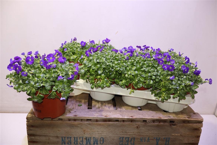 <h4>Aubr Gracilis Kitte</h4>