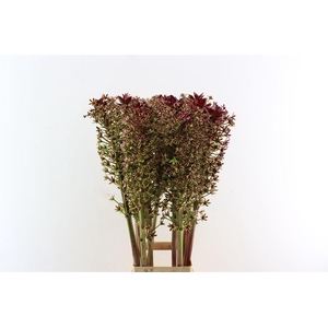 Eucomis Magic Red 120cm Extra