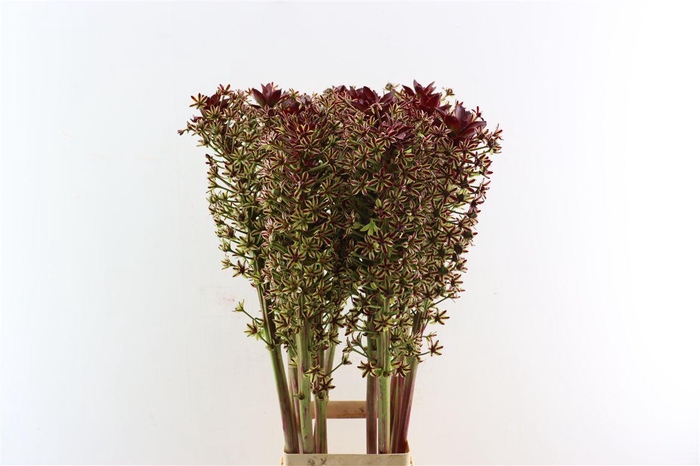 <h4>Eucomis Magic Red 120cm Extra</h4>